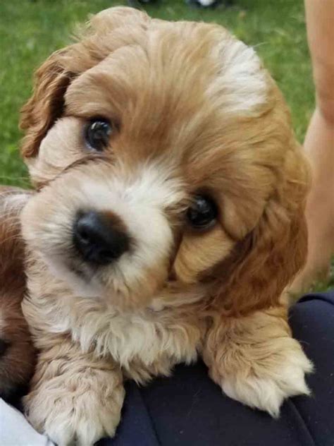 Find local cavapoo puppies in dogs and puppies in the uk and ireland. Cavapoos - Teacup Doodle Dogs - Teacup Goldendoodles ...