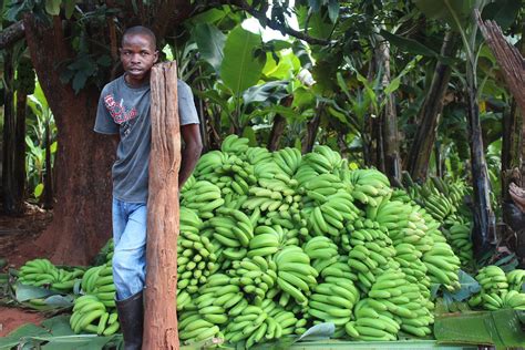 The Humble Banana Transforms An Entire Community In Eastern Zimbabwe