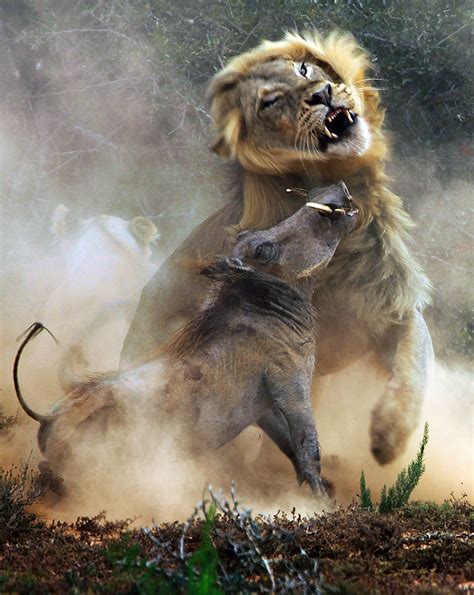 Lion Attacks Warthog In African Game Park In Pictures African