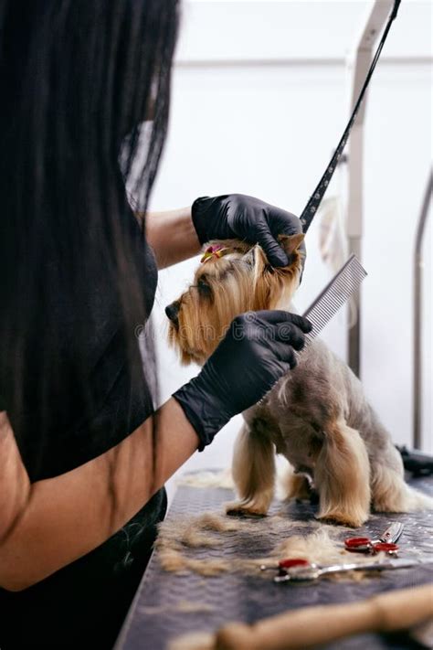 Grooming Dog Pet Groomer Brushing Dog S Hair With Comb At Salon Stock