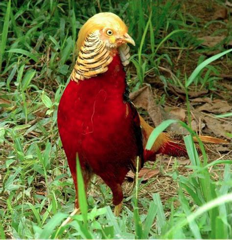 Can a guinea fowl and a rooster breed? This is a guinea fowl crossed with a chicken — | Animals ...