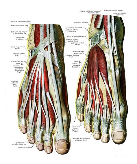 Extensor Tendons Of Foot Photograph By Microscape Science Photo Library My XXX Hot Girl