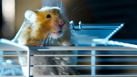 Hamster Escapes Cage To Go Exploring Pets Wild At Heart Bbc Earth