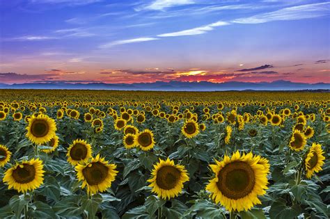 Mountain Sunset Over Sunflower Fields Photograph By Teri Virbickis Pixels