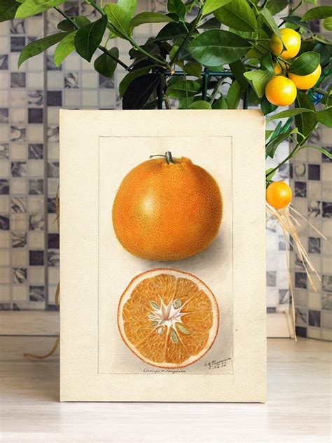 Orange Wall Art Antique Print Citrus Orange Fruit Art Print Etsy