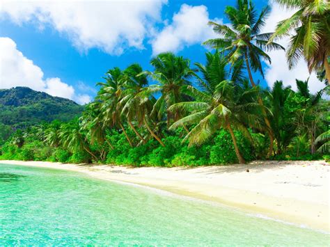 Tropical Paradise Beach Coast Sea Palm Trees Summer
