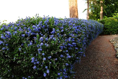 Sep 09, 2021 · a hedge is a living wall composed of plants. California Lilac hedge | California lilac, California ...