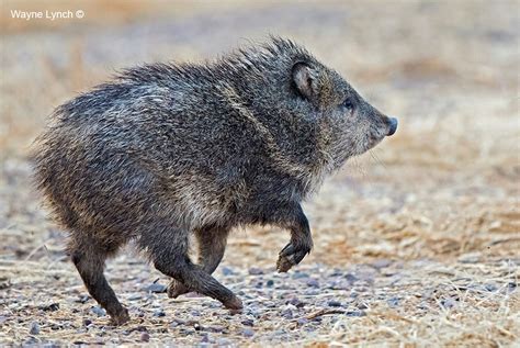 Javelina The Cactus Pig By Wayne Lynch The Canadian Nature Photographer