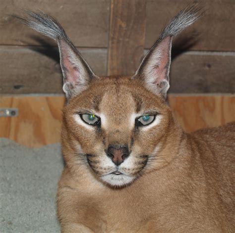 Caracal cat facts caracal photos and caracal videos. ADW: Caracal caracal: INFORMATION