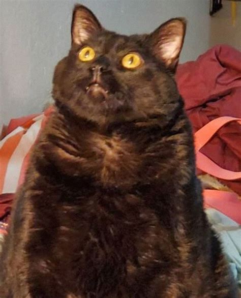 The Unflattering Cat Photo Challenge 15 Hilarious Moments Viral Cats
