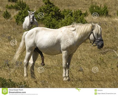 Pferd Stockbild Bild Von Groß Monster Weiß Lang Nave