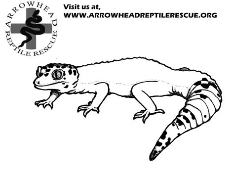 Realistic Printable Lizard Coloring Pages - EHLLA-EH-EH