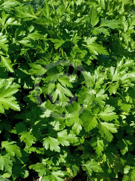 Petroselinum Crispum Neapolitanum Flat Leaf Parsley Italian Parsley