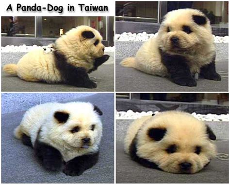 Love Jenny Xoxo Panda Dog And Panda Puppies