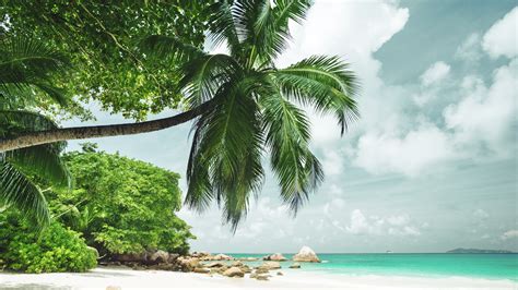 Palm Water Sea Tree K Sky Arecales Sandy Beach Summer Vacation Beach Tropics