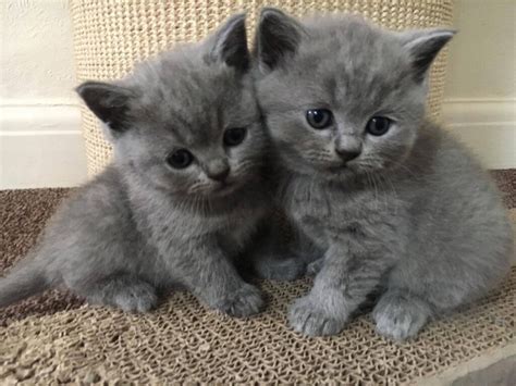 Blue British Shorthair Kittens In Dartford Kent Gumtree