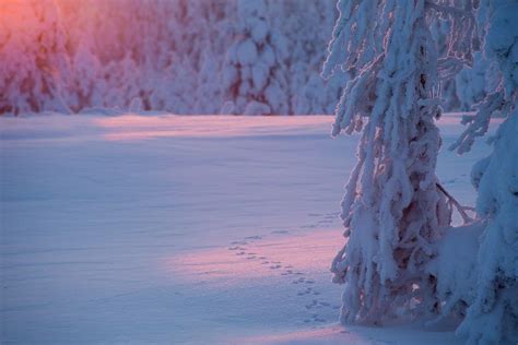 10 Reasons Why Lapland Is The Most Magical Place To Celebrate