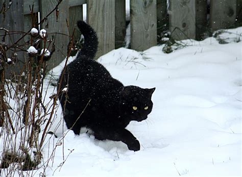 21 Cats That Appreciate Snow Mnn Mother Nature Network