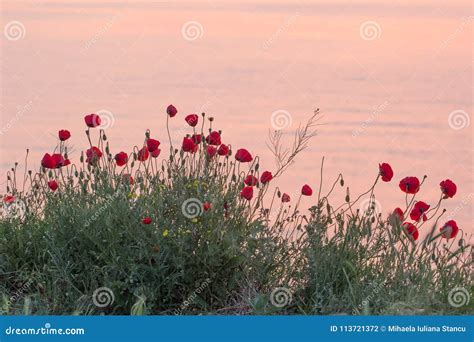 Beautiful Field Of Red Poppies In The Sunrise Near The Sea Stock Photo