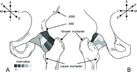 Diagram Demonstrating The General Agreement Of Innervation By