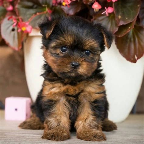 Teacup Yorkie Puppies Now Available Males And Females Direct Message
