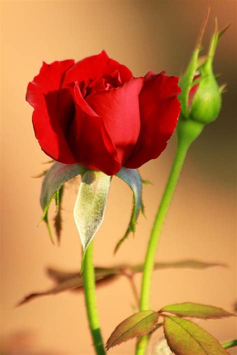 Red Rose Bud Photograph By Philip Neelamegam