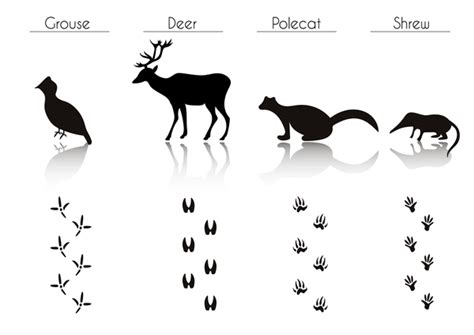 Animals With Footprint Silhouette Vector Material 04 Welovesolo