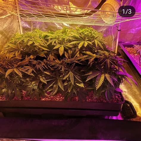 Usually, horticulturists incorporate led lights into their green havens. Pin by Tim Lu on SEE GREE LED GROW LIGHTS for LIFE | Led ...