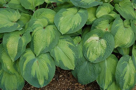 Color Glory Hosta Hosta Color Glory In Toronto Etobicoke