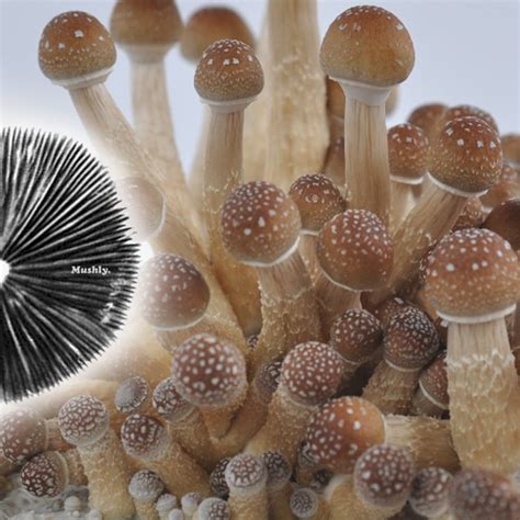 Where To Find Psilocybin Mushroom Spores For Sale Gnosis Unveiled