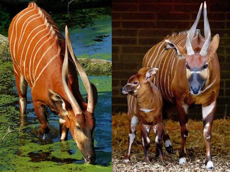Eastern Bongo Save Our Green