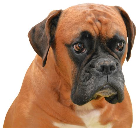 Boxer Png Image Purepng Free Transparent Cc0 Png Image Library