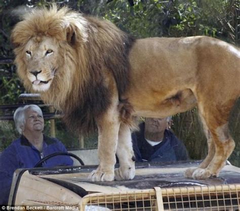The Scary Lion Safari Animal Photo