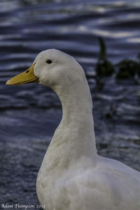 Browse 504 american pekin duck stock photos and images available, or start a new search to. American Pekin Duck | Pekin duck, Animal lover, Animals