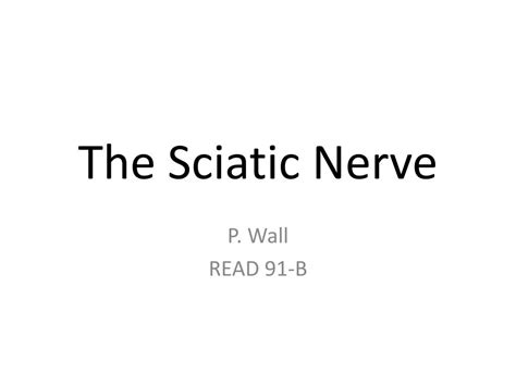 Ppt The Sciatic Nerve Powerpoint Presentation Free Download Id1491982