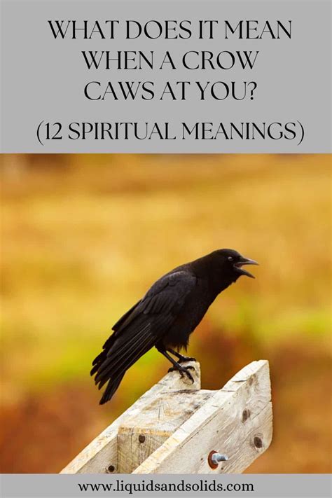 What Does It Mean When A Crow Caws At You 12 Spiritual Meanings