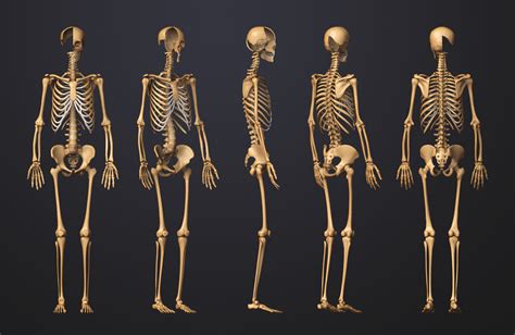 Overweight female skeleton with back pain. hand bones