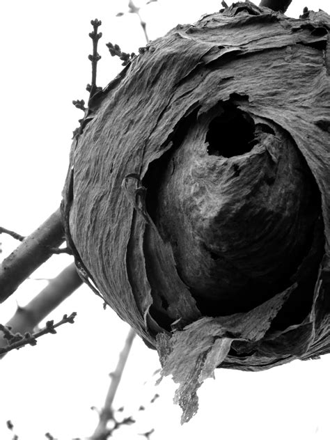 Free Images Tree Nature Branch Black And White Flower Trunk