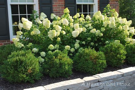 A Haus To Call Home Limelight Hydrangeas Hydrangea Landscaping