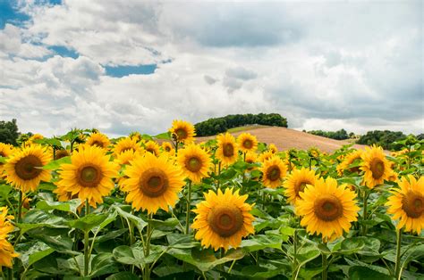 Sunflower Field During Day · Free Stock Photo