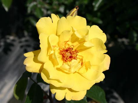 Kletterrose Golden Showers ® Schönste Rosen And Expertenwissen