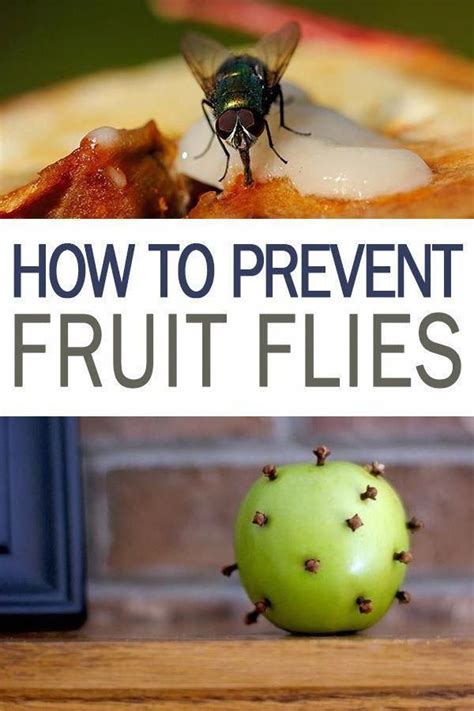 The whitefly is a difficult pest to control given that all the adults fly. How to Prevent Fruit Flies - 101 Days of Organization ...