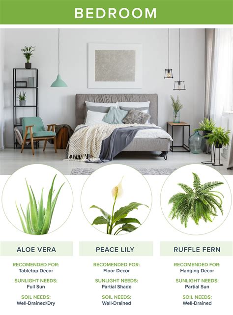 In this article i've put together a list of ten of the best plants to have in your bedroom. The Best Houseplants for Every Room | ProFlowers