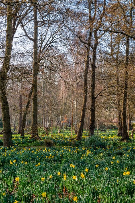 Trees Daffodils Flowers Spring Nature Landscape Hd Phone