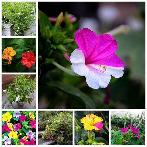 Wide range of indian made flower garlands, jasmine & pooja items at vivek flowers the famous florist & pooja supplies store in the usa. Hot Sale 20 Rainbow Jasmine Plants Fragrant Plant Mixed ...