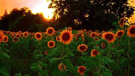 Desktop Hintergrundbilder Acker Blumen Sonnenblumen 2560x1440
