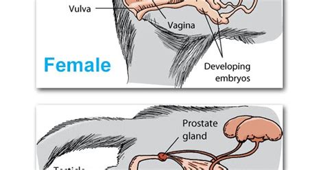 Female Cat Reproductive System Diagram