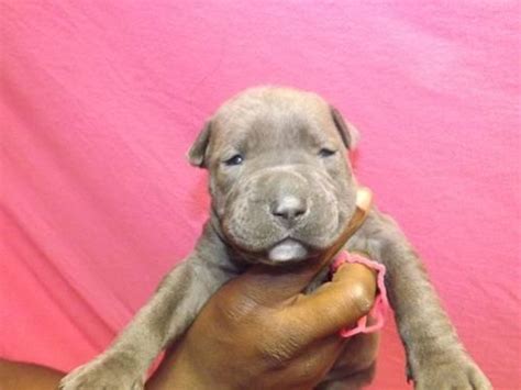 Pitbull pretoria / tshwane, 4 pitbull puppies for sale 3 female and 1 male. Ukc "PR" pitbull blue nose puppy for Sale in Worcester, Massachusetts Classified ...