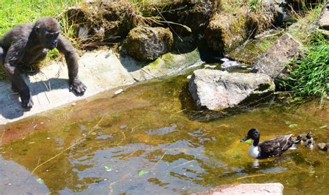 Touching Moment Young Gorilla Makes Friends With Ducks Uk News