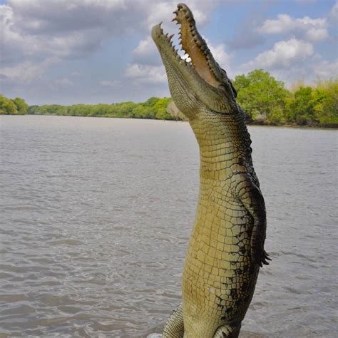 They are 7 to 10 inches (17.8 to 25.4 centimeters) long when. Litchfield & Jumping Croc Day Tour - One Stop Adventures